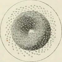 An illustration from Treatise on mills and mill work (1861)
