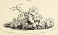An illustration from A treatise on painting : In four parts ... The whole illustrated by examples from the Italian, Venetian, Flemish, and Dutch schools (1837)