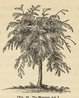 Picture 6 of 14 from A treatise on the theory and practice of landscape gardening, adapted to North America; with a view to the improvement of country residences. Comprising historical notices and general principles of the art, directions for laying out gardens and arranging plantations, the description and cultivation of hardy trees, decorative accompaniments to the house and grounds, the formation of pieces of artificial water, flower gardens, etc., with remarks on rural architecture (1844), leaf 172
