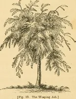 Picture 17 of 78 from A treatise on the theory and practice of landscape gardening, adapted to North America; with a view to the improvement of country residences. Comprising historical notices and general principles of the art, directions for laying out grounds and arranging plantations, the description and cultivation of hardy trees, decorative accompaniments to the house and grounds, the formation of pieces of artificial water, flower gardens, etc. with remarks on rural architecture .. (1841), leaf 127
