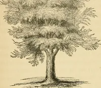 An illustration from A treatise on the theory and practice of landscape gardening, adapted to North America; with a view to the improvement of country residences. Comprising historical notices and general principles of the art, directions for laying out grounds and arranging plantations, the description and cultivation of hardy trees, decorative accompaniments to the house and grounds, the formation of pieces of artificial water, flower gardens, etc. with remarks on rural architecture .. (1841)