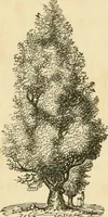 An illustration from A treatise on the theory and practice of landscape gardening, adapted to North America; with a view to the improvement of country residences. Comprising historical notices and general principles of the art, directions for laying out grounds and arranging plantations, the description and cultivation of hardy trees, decorative accompaniments to the house and grounds, the formation of pieces of artificial water, flower gardens, etc. with remarks on rural architecture .. (1841)