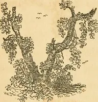 An illustration from A treatise on the theory and practice of landscape gardening, adapted to North America; with a view to the improvement of country residences. Comprising historical notices and general principles of the art, directions for laying out grounds and arranging plantations, the description and cultivation of hardy trees, decorative accompaniments to the house and grounds, the formation of pieces of artificial water, flower gardens, etc. with remarks on rural architecture .. (1841)