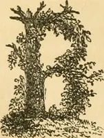 An illustration from A treatise on the theory and practice of landscape gardening, adapted to North America; with a view to the improvement of country residences. Comprising historical notices and general principles of the art, directions for laying out grounds and arranging plantations, the description and cultivation of hardy trees, decorative accompaniments to the house and grounds, the formation of pieces of artificial water, flower gardens, etc. with remarks on rural architecture .. (1841)