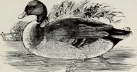 An illustration from A treatise on wood engravings : historical and practical (1881)