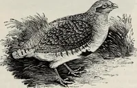 An illustration from A treatise on wood engravings : historical and practical (1881)