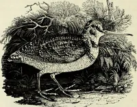 An illustration from A treatise on wood engravings : historical and practical (1881)