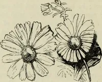 An illustration from A treatise on wood engravings : historical and practical (1881)