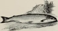 An illustration from A treatise on wood engravings : historical and practical (1881)
