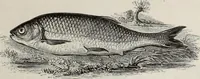 Picture 234 of 371 from A treatise on wood engravings : historical and practical (1881), leaf 566