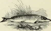 Picture 235 of 371 from A treatise on wood engravings : historical and practical (1881), leaf 567