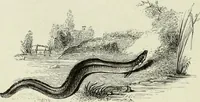 An illustration from A treatise on wood engravings : historical and practical (1881)