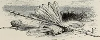 An illustration from A treatise on wood engravings : historical and practical (1881)