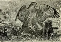 An illustration from A treatise on wood engravings : historical and practical (1881)