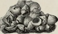 An illustration from A treatise on wood engravings : historical and practical (1881)