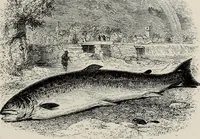An illustration from A treatise on wood engravings : historical and practical (1881)