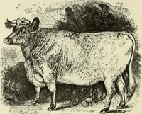 An illustration from A treatise on wood engravings : historical and practical (1881)