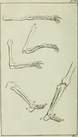 An illustration from A treatise on painting (1796)