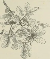 An illustration from Trees and how to paint them in watercolours (1883)