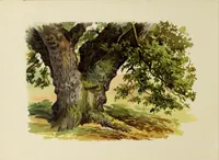 An illustration from Trees and how to paint them in watercolours (1883)