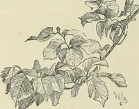 An illustration from Trees and how to paint them in watercolours (1883)