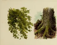 Picture 5 of 23 from Trees and how to paint them in watercolours (1883), leaf 28