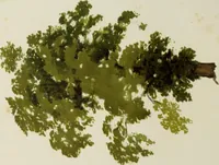 Picture 6 of 23 from Trees and how to paint them in watercolours (1883), leaf 29