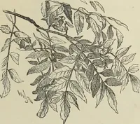 An illustration from Trees and how to paint them in watercolours (1883)