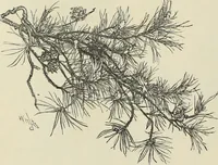 An illustration from Trees and how to paint them in watercolours (1883)