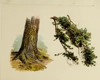 Picture 13 of 23 from Trees and how to paint them in watercolours (1883), leaf 38