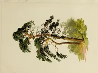 Picture 15 of 23 from Trees and how to paint them in watercolours (1883), leaf 40