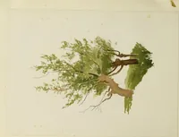 Picture 16 of 23 from Trees and how to paint them in watercolours (1883), leaf 43