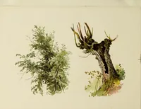 Picture 18 of 23 from Trees and how to paint them in watercolours (1883), leaf 45