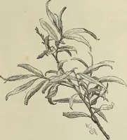An illustration from Trees and how to paint them in watercolours (1883)