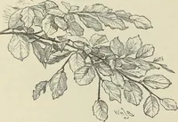 An illustration from Trees and how to paint them in watercolours (1883)