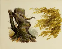 Picture 21 of 23 from Trees and how to paint them in watercolours (1883), leaf 48
