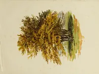 Picture 23 of 23 from Trees and how to paint them in watercolours (1883), leaf 50