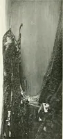 An illustration from Trieste (1906)