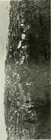 An illustration from Trieste (1906)