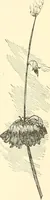 An illustration from Triumphs and wonders of the 19th century, a volume of original, historic and descriptive writings showing the many and marvellous achievements which distinguish an hundred years of material, intellectual, social and moral progress (1901)