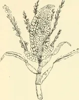 An illustration from Triumphs and wonders of the 19th century, a volume of original, historic and descriptive writings showing the many and marvellous achievements which distinguish an hundred years of material, intellectual, social and moral progress (1901)