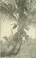 An illustration from Triumphs and wonders of the 19th century, a volume of original, historic and descriptive writings showing the many and marvellous achievements which distinguish an hundred years of material, intellectual, social and moral progress (1901)