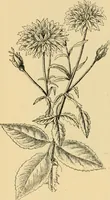 An illustration from Triumphs and wonders of the 19th century, the true mirror of a phenomenal era, a volume of original, entertaining and instructive historic and descriptive writings, showing the many and marvellous achievements which distinguish an hundred years of material, intellectual, social and moral progress .. (1899)