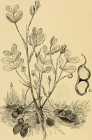 An illustration from Triumphs and wonders of the 19th century, the true mirror of a phenomenal era, a volume of original, entertaining and instructive historic and descriptive writings, showing the many and marvellous achievements which distinguish an hundred years of material, intellectual, social and moral progress .. (1899)