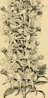 An illustration from Triumphs and wonders of the 19th century, the true mirror of a phenomenal era, a volume of original, entertaining and instructive historic and descriptive writings, showing the many and marvellous achievements which distinguish an hundred years of material, intellectual, social and moral progress .. (1899)