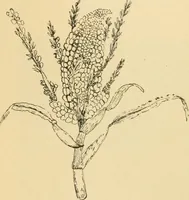 An illustration from Triumphs and wonders of the 19th century, the true mirror of a phenomenal era, a volume of original, entertaining and instructive historic and descriptive writings, showing the many and marvellous achievements which distinguish an hundred years of material, intellectual, social and moral progress .. (1899)