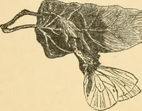 An illustration from Triumphs and wonders of the 19th century, the true mirror of a phenomenal era, a volume of original, entertaining and instructive historic and descriptive writings, showing the many and marvellous achievements which distinguish an hundred years of material, intellectual, social and moral progress .. (1899)