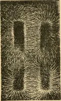 An illustration from Triumphs and wonders of the 19th century, the true mirror of a phenomenal era, a volume of original, entertaining and instructive historic and descriptive writings, showing the many and marvellous achievements which distinguish an hundred years of material, intellectual, social and moral progress .. (1899)