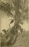 An illustration from Triumphs and wonders of the 19th century, the true mirror of a phenomenal era, a volume of original, entertaining and instructive historic and descriptive writings, showing the many and marvellous achievements which distinguish an hundred years of material, intellectual, social and moral progress .. (1899)