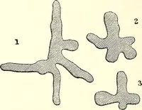 An illustration from Tropical nature, and other essays (1878)